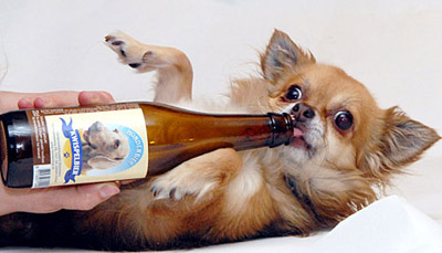 Dog & beer