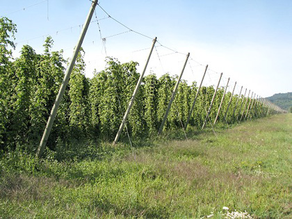 Hop Field