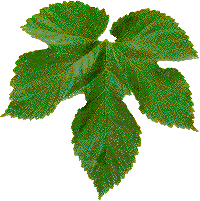 Gorgeous Hop Leaf